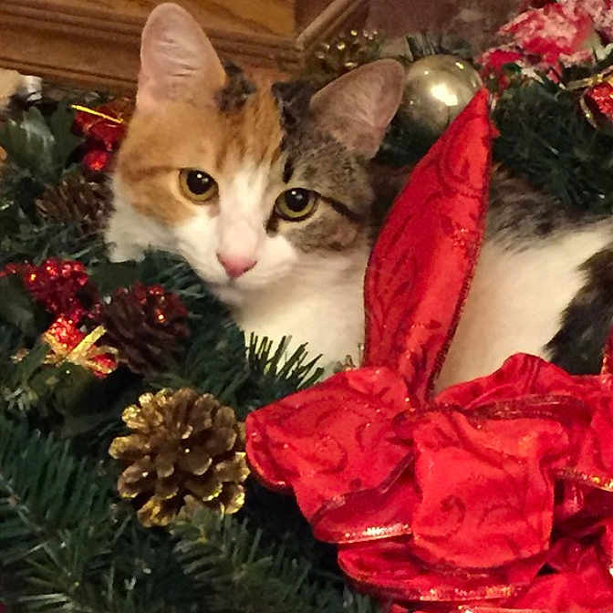 Kitty Bland joined the competition — help win amazing prizes! animal, calico, cat, christmas, christmas_wreath, closeup, curious, cute, decoration, feline, festive, greenery, holiday, holiday_decor, indoor, ornament, pet, pine_cone, red_bow, soft_light