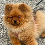 Châtaigne a rejoint le concours — aidez-le/la à gagner de superbes lots ! brown, closeup, companion, cute, dog, eyes, fluffy, fur, gravel, harness, leash, nose, outdoor, paw, pet, pomeranian, portrait, puppy, sitting, small_dog