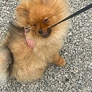 Châtaigne participe au concours pour gagner de l'argent avec cette photo : animal, brown, chewing, closeup, cute, dog, fluffy, fur, gravel, harness, leash, outdoor, paw, pet, playful, pomeranian, portrait, puppy, sitting, small_dog