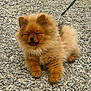 Châtaigne a rejoint le concours — aidez-le/la à gagner de superbes lots ! animal, brown, canine, close_up, collar, cute, dog, face, fluffy, fur, gravel, leash, outdoor, paws, pet, pomeranian, portrait, puppy, sitting, small_dog