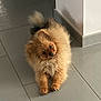 adorable, brown, cute, dog, domestic_animal, eyes, face, fluffy, fur, head_tilt, indoor, paws, pet, pomeranian, puppy, sitting, small_dog, tail, tile_floor, whiskers