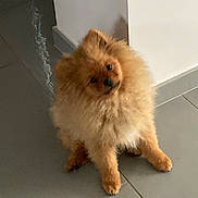 Châtaigne participe au concours pour gagner de l'argent avec cette photo : adorable, animal, canine, companion, curious, cute, dog, domestic, floor, fluffy, friendly, furry, head_tilt, indoor, pet, pomeranian, sitting, small_dog, tile, wall