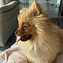 blanket, brown_fur, close_up, cozy, cute, dog, eye, fluffy, fur, indoor, living_room, nose, paw, pet, pomeranian, portrait, side_profile, small_dog, sofa, tongue_out