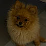 brown_fur, companion, cute, dark_background, dog, fluffy_fur, furry_mane, indoors, looking_up, nose, paws, pet, pointy_ears, pomeranian, portrait, pup, round_eyes, sitting, small_dog, tile_floor