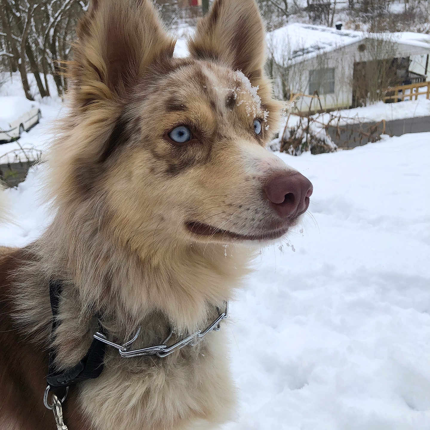 Sadie