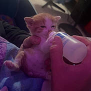 Atlas is registered to the contest to win money with this photo: kitten, cat, bottle_feeding, hand, blanket, indoor, cozy, orange_and_white, baby_animal, person, animal_care, feline, small, cute, feeding, resting, comfort, soft_lighting, human_hand, domestic