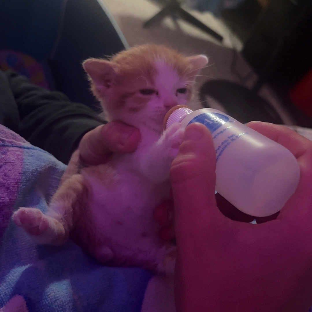 Atlas is registered to the contest to win money with this photo: kitten, cat, bottle_feeding, hand, blanket, indoor, cozy, orange_and_white, baby_animal, person, animal_care, feline, small, cute, feeding, resting, comfort, soft_lighting, human_hand, domestic