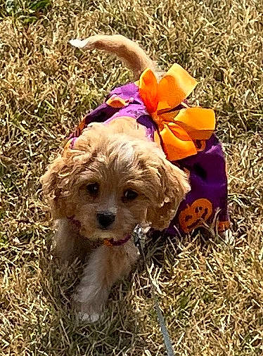Pippen joined the competition — help win amazing prizes! canidae, carnivore, companion_dog, dog, dog_breed, dog_clothes, dog_supply, fawn, flower, grass, hat, liver, pet_supply, petal, plant, small_terrier, soil, sporting_group, terrier, toy_dog