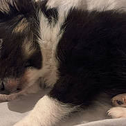 Venum participe au concours pour gagner de l'argent avec cette photo : puppy, sleeping, dog, fur, black_and_white, paw, close_up, cute, pet, resting, animal, canine, young_dog, indoors, cozy, soft, peaceful, laying_down, nose, whiskers