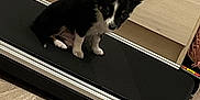 Venum a rejoint le concours — aidez-le/la à gagner de superbes lots ! black_and_white, cabinet, canine, cute, dog, domestic_animal, ears_up, exercise_equipment, floor, furniture, home, indoor, looking_down, pet, puppy, sitting, small_dog, treadmill, wooden_floor, young_dog
