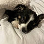 Venum participe au concours pour gagner de l'argent avec cette photo : puppy, dog, sleeping, blanket, bed, white, cozy, fur, pet, cute, paw, resting, indoors, soft, young, nap, animal, small, face, black_and_white