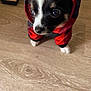 Venum a rejoint le concours — aidez-le/la à gagner de superbes lots ! puppy, dog, hoodie, red_clothing, pet, small_dog, floor, wooden_floor, indoors, cute, animal, young_dog, black_and_white, fur, eyes, clothing, standing, looking_up, canine, domestic_animal