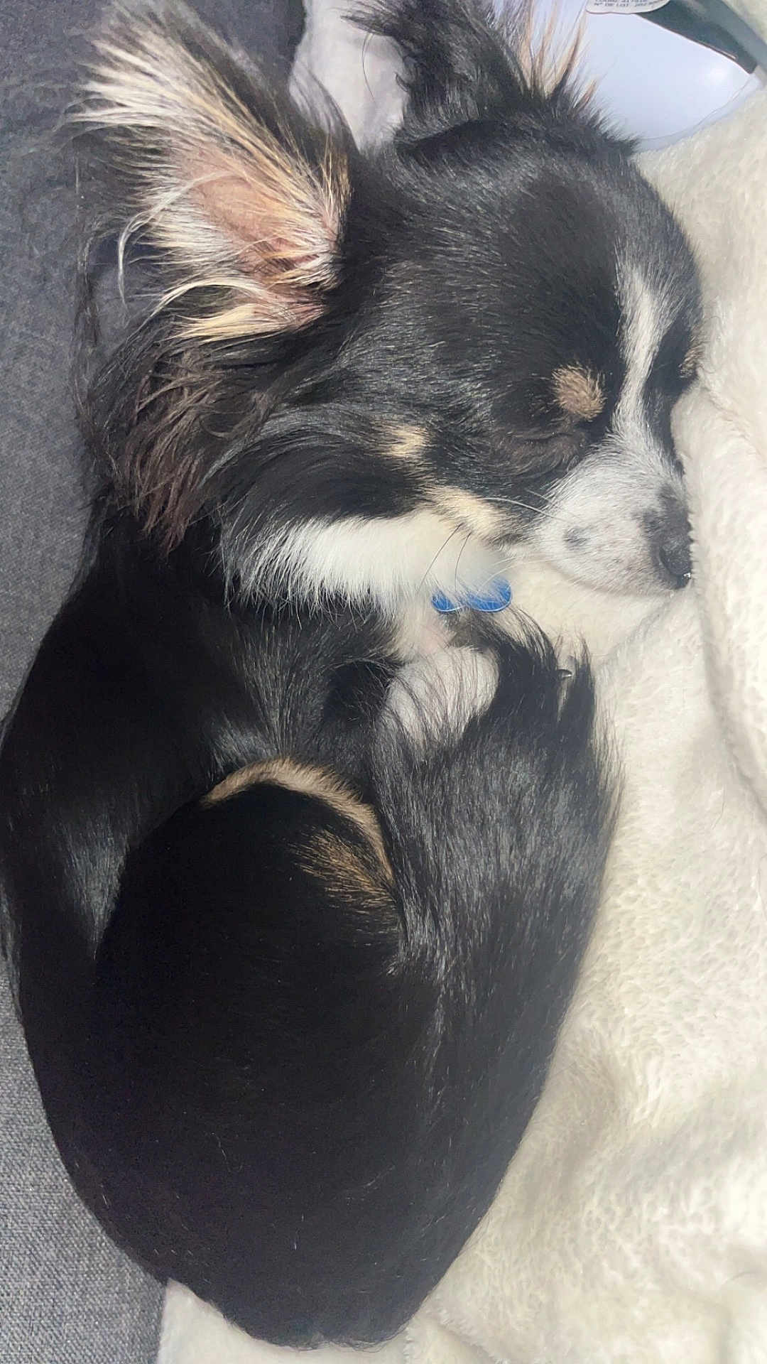 Venum participe au concours pour gagner de l'argent avec cette photo : dog, sleeping, curled_up, black_fur, white_fur, tan_fur, small_dog, blanket, cozy, resting, pet, indoor, fur, cute, relaxed, animal, canine, snuggled, tail, ears