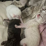 Baby a rejoint le concours — aidez-le/la à gagner de superbes lots ! kitten, newborn, cat, sleeping, mother_cat, fur, pink, blanket, resting, cute, animal, pet, soft, closeup, domestic, baby_animal, cozy, sleep, snuggle, warm