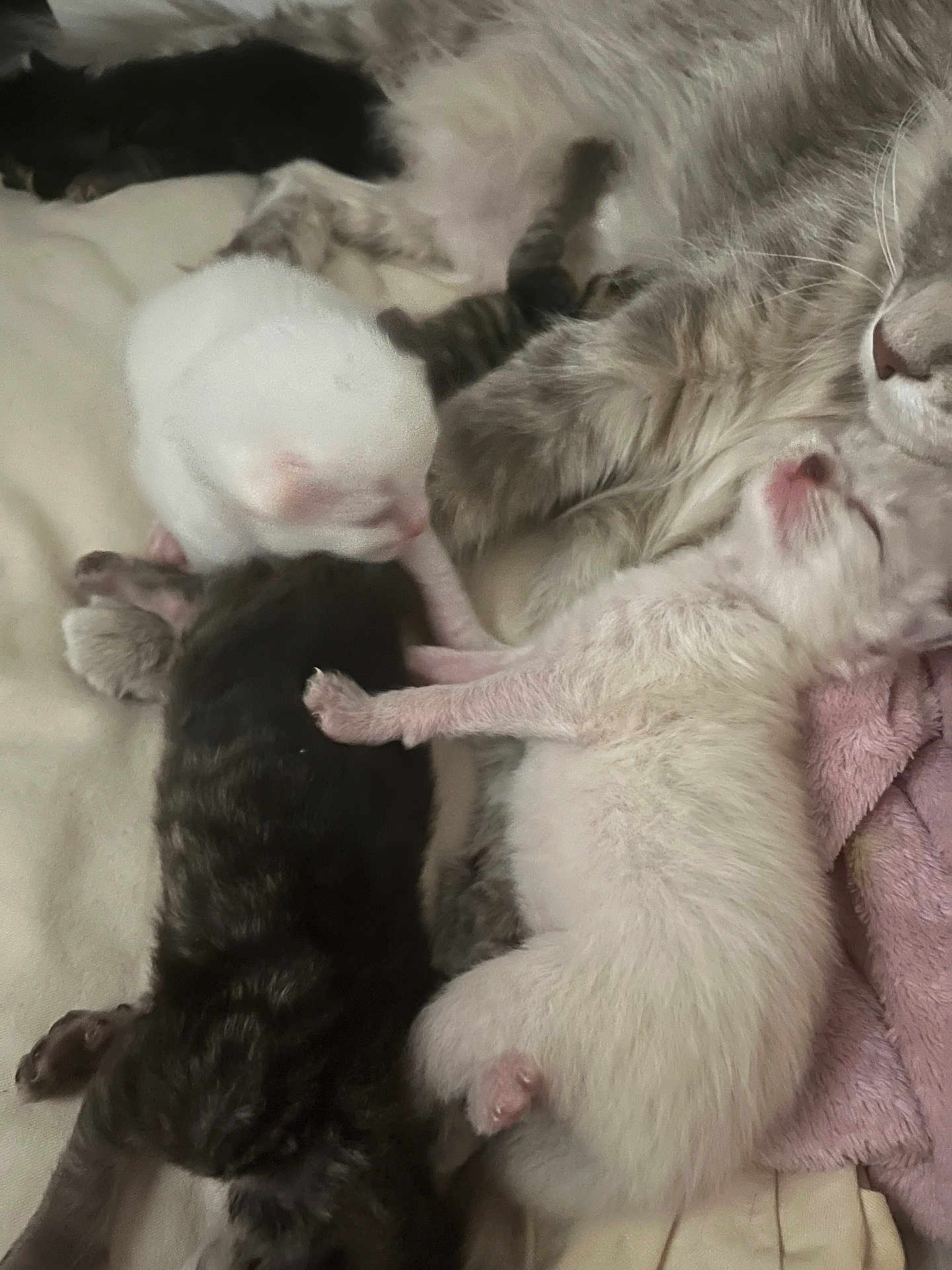 Baby a rejoint le concours — aidez-le/la à gagner de superbes lots ! kitten, newborn, cat, sleeping, mother_cat, fur, pink, blanket, resting, cute, animal, pet, soft, closeup, domestic, baby_animal, cozy, sleep, snuggle, warm