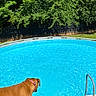 Lyza is registered to the contest to win money with this photo: backyard, backyard_scene, blue_water, brown_dog, collar, dog, greenery, looking, outdoor, pet, photography, pool_deck, pool_ladder, standing, summer, sunny, swimming_pool, trees, water, wooden_deck