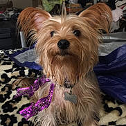 Lyza joined the competition — help win amazing prizes! black_nose, blanket, close_up, collar, dark_eyes, dog, dog_tag, floppy_ears, indoors, leopard_print, living_room, long_hair, pet, portrait, purple_bow, sitting, small_dog, sparkly_accessory, tan_fur, yorkshire_terrier