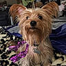 black_nose, blanket, close_up, collar, dark_eyes, dog, dog_tag, floppy_ears, indoors, leopard_print, living_room, long_hair, pet, portrait, purple_bow, sitting, small_dog, sparkly_accessory, tan_fur, yorkshire_terrier
