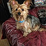 Lyza is registered to the contest to win money with this photo: bed, bedroom, bedspread, black_fur, blue_collar, companion_animal, dog, fluffy, home, indoors, long_hair, looking_at_camera, pet, photography, portrait, sitting, small_dog, tan_fur, upright_ears, yorkshire_terrier