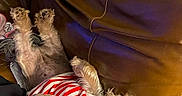 Lyza is registered to the contest to win money with this photo: brown_fur, couch, dog, funny, fur, indoor, leather, lying down, paws, pet, playful, portrait, red, relaxed, scruffy, shirt, small_dog, striped_shirt, upside_down, white