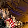 brown_fur, couch, dog, funny, fur, indoor, leather, lying down, paws, pet, playful, portrait, red, relaxed, scruffy, shirt, small_dog, striped_shirt, upside_down, white
