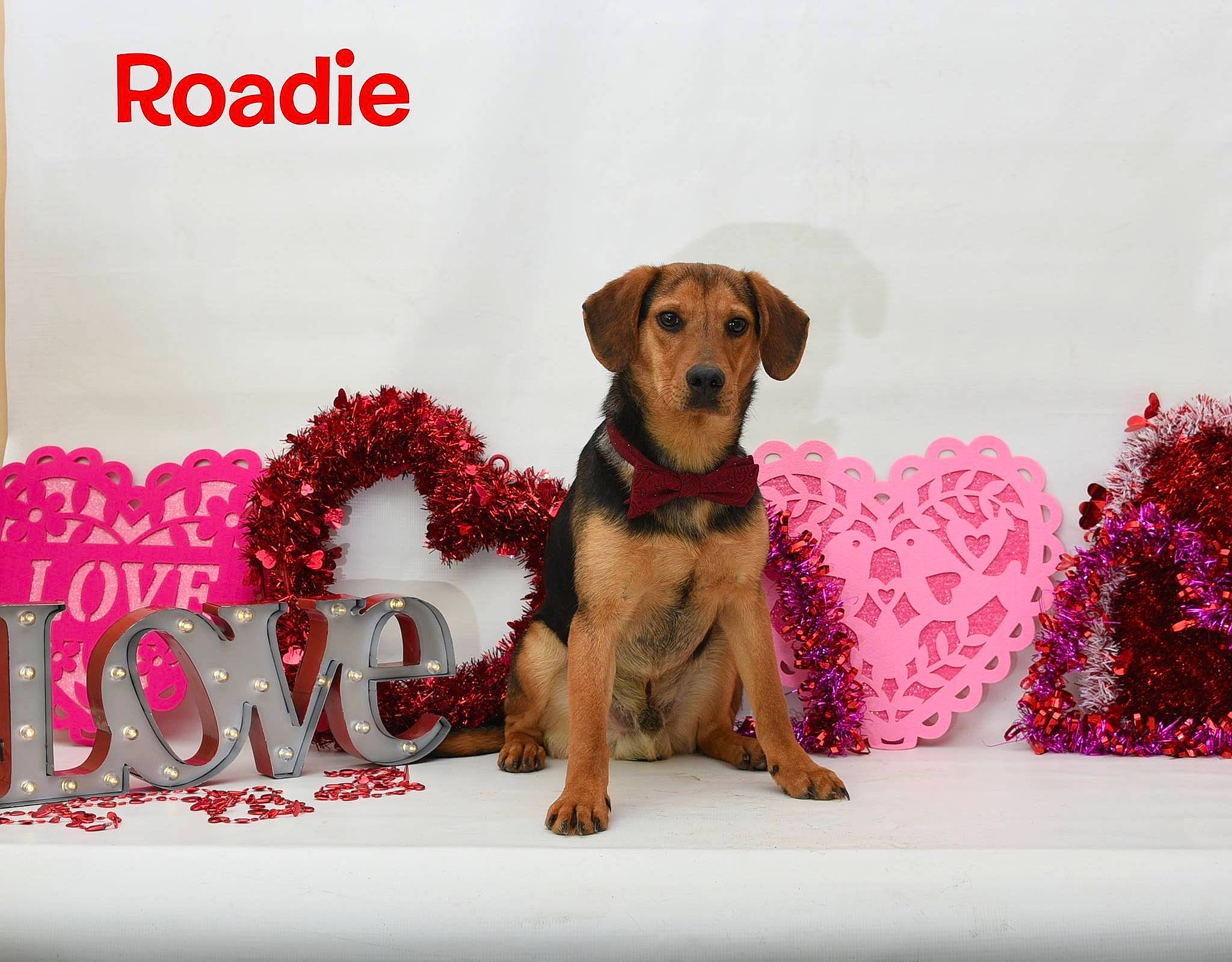 Roadie joined the competition — help win amazing prizes! carnivore, collar, companion_dog, dog, dog_breed, dog_clothes, dog_collar, dog_supply, fawn, font, fur, happy, paw, pet_supply, photo_caption, pink, snout, sporting_group, toy, working_animal