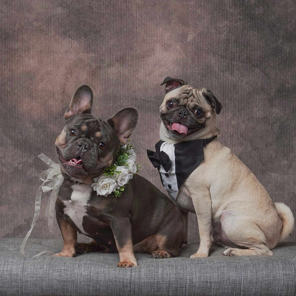 Chief And Big Girl is registered to the contest to win money with this photo: adorable, animal, costume, couch, cute, dog, flower_collar, french_bulldog, friendly, furniture, happy, indoor, pet, photography, portrait, pug, sitting, smiling, studio, tuxedo