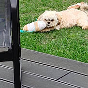 Avana a rejoint le concours — aidez-le/la à gagner de superbes lots ! dog, grass, toy, plush_toy, ice_cream_toy, outdoor, pet, lawn, relaxing, wooden_deck, chair, black_chair, summer, playful, canine, fur, animal, daylight, resting, pet_toy