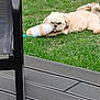 dog, grass, toy, plush_toy, ice_cream_toy, outdoor, pet, lawn, relaxing, wooden_deck, chair, black_chair, summer, playful, canine, fur, animal, daylight, resting, pet_toy