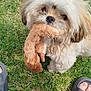 dog, toy, grass, outdoor, pet, fluffy, small_dog, animal, cute, playful, mouth, fur, feet, slippers, paws, looking_up, daylight, nature, companionship, adorable