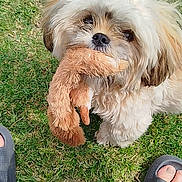 Avana a rejoint le concours — aidez-le/la à gagner de superbes lots ! animal, companion, cute, daylight, dog, ears, feet, fluffy, fur, grass, mouth, nose, outdoor, pet, playful, plush_toy, sandals, small_dog, summer, toy