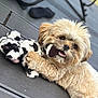 dog, puppy, plush_toy, toy, wooden_deck, outdoor, playful, fur, cute, pet, animal, smiling, chewing, lying_down, closeup, happy, domestic_animal, brown_fur, black_and_white, soft_toy