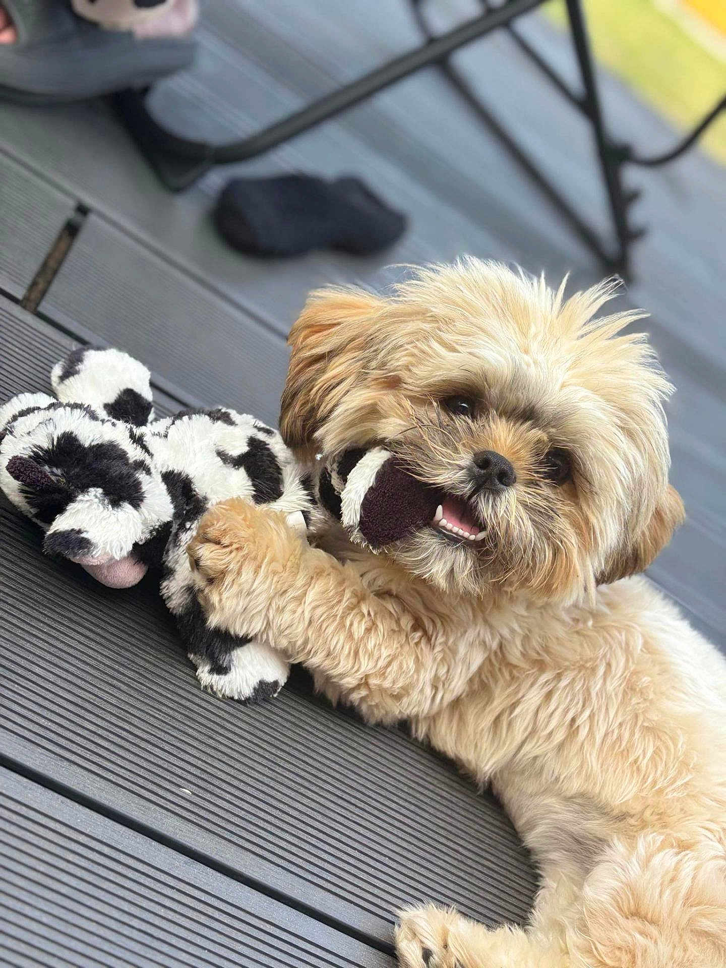 Avana a rejoint le concours — aidez-le/la à gagner de superbes lots ! dog, puppy, plush_toy, toy, wooden_deck, outdoor, playful, fur, cute, pet, animal, smiling, chewing, lying_down, closeup, happy, domestic_animal, brown_fur, black_and_white, soft_toy