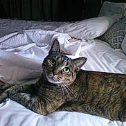 Chasity Skylar joined the competition — help win amazing prizes! animal, bed, blanket, cat, cozy, curious, cute, domestic, feline, fur, home, indoor, looking, pet, pillow, relaxed, resting, sleepy, tabby, whiskers