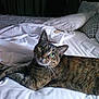 tabby_cat, cat, bed, blanket, pillows, indoor, pet, feline, resting, looking_at_camera, fur, whiskers, sleepy, cozy, domestic_animal, animal, mammal, bedroom, comfort, relaxation