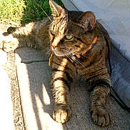 Chasity Skylar is registered to the contest to win money with this photo: cat, tabby_cat, pet, feline, green_eyes, collar, striped_fur, whiskers, ears, paws, lying_down, relaxed, sunlight, outdoor, cushion, chair, grass, shadow, portrait, animal
