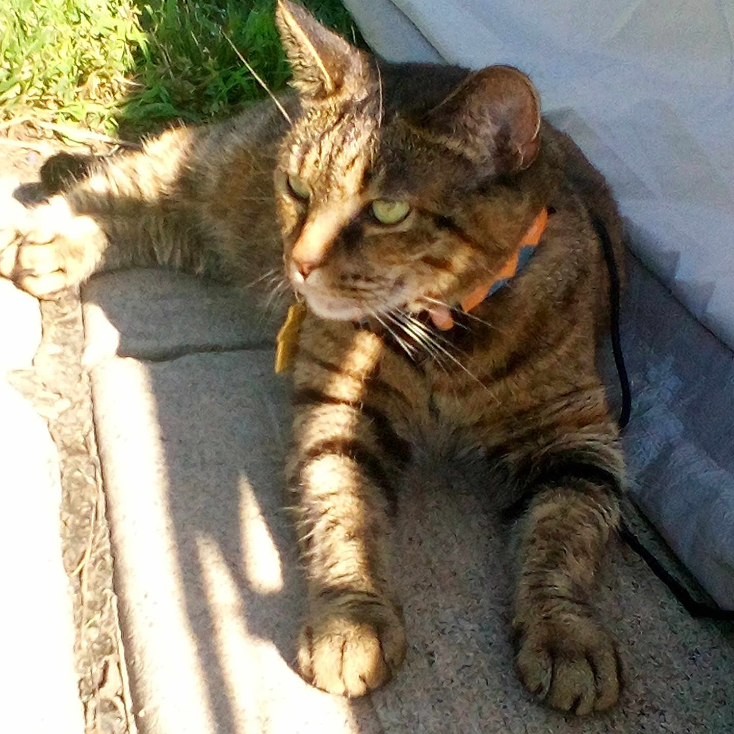 Chasity Skylar is registered to the contest to win money with this photo: cat, tabby_cat, pet, feline, green_eyes, collar, striped_fur, whiskers, ears, paws, lying_down, relaxed, sunlight, outdoor, cushion, chair, grass, shadow, portrait, animal