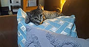 Chasity Skylar joined the competition — help win amazing prizes! blue, brown, cat, couch, cozy, cute, domestic, furniture, home, indoor, kitten, lamp, pet, pillows, relaxing, resting, shelf, shoes, soft_light, texture