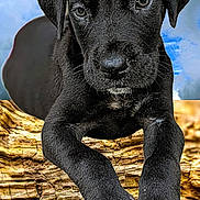 Xena joined the competition — help win amazing prizes! puppy, dog, black_dog, close_up, animal, pet, wood, log, outdoor, sky, clouds, nature, cute, fur, portrait, young_dog, canine, relaxing, paw, nose
