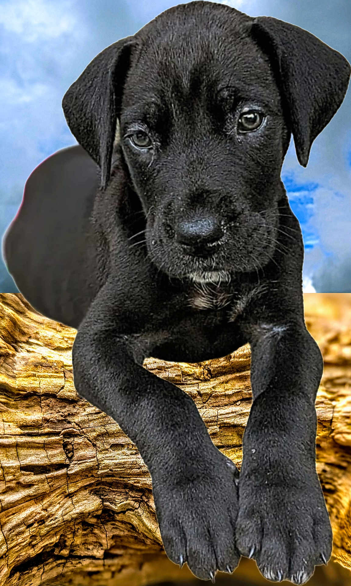 Xena
