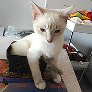 éclair a rejoint le concours — aidez-le/la à gagner de superbes lots ! cat, animal, pet, white_cat, basket, table, papers, placemat, flamingo, indoor, kitchen, furniture, curious, household_items, domestic, small_space, soft_lighting, paws, tabletop, container
