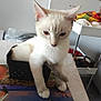 cat, animal, pet, white_cat, basket, table, papers, placemat, flamingo, indoor, kitchen, furniture, curious, household_items, domestic, small_space, soft_lighting, paws, tabletop, container