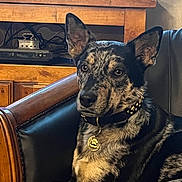 Vaïko a rejoint le concours — aidez-le/la à gagner de superbes lots ! dog, indoor, leather_chair, wooden_armrest, collar, tag, black, tan, speckled, pet, animal, fur, ears, paw, resting, looking, furniture, domestic, companion, relaxed