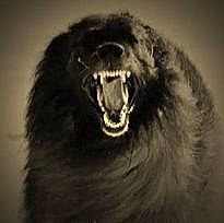 Cowboy joined the competition — help win amazing prizes! art, carnivore, darkness, dog_breed, eye, fang, fur, hair, head, human_body, jaw, monochrome_photography, shout, smile, snout, sporting_group, terrestrial_animal, tooth, whiskers, wildlife