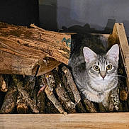 Ares participe au concours pour gagner de l'argent avec cette photo : cat, tabby_cat, firewood, wooden_crate, sticks, gray_cat, indoor, animal, pet, curious, feline, crate, wood, rustic, cozy, looking, sitting, wide_eyes, close_up, domestic_cat