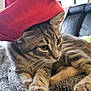 Ares a rejoint le concours — aidez-le/la à gagner de superbes lots ! cat, tabby_cat, pet, animal, blanket, red_hat, santa_hat, indoor, cozy, feline, whiskers, fur, pom_pom, window, couch, relaxed, cute, holiday, domestic_animal, resting