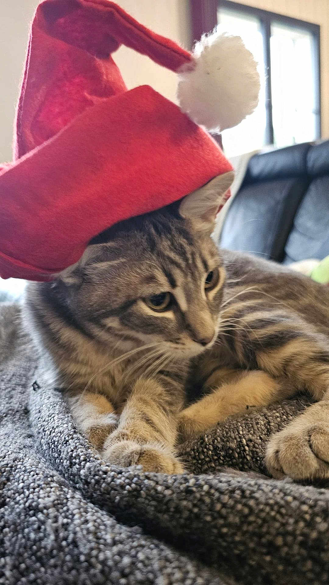 Ares participe au concours pour gagner de l'argent avec cette photo : cat, tabby_cat, pet, animal, blanket, red_hat, santa_hat, indoor, cozy, feline, whiskers, fur, pom_pom, window, couch, relaxed, cute, holiday, domestic_animal, resting