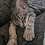 cat, tabby, sleeping, relaxed, cozy, blanket, gray, fur, whiskers, close_up, indoor, resting, pet, animal, paws, striped, cute, nap, comfort, soft