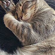 Ares participe au concours pour gagner de l'argent avec cette photo : animal, blanket, cat, close_up, cozy, cute, domestic_cat, feline, fur, indoor, mammal, nap, paws, pet, relaxing, resting, sleeping, soft, tabby, whiskers