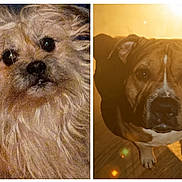 Carlosnrocco is registered to the contest to win money with this photo: dog, dogs, pet, portrait, closeup, fur, furry, muzzle, eyes, nose, paws, indoor, wood_floor, lens_flare, backlight, split_image, brown_coat, white_fur, small_dog, mixed_breed